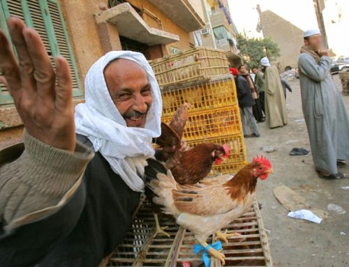 Mengenal Mazhab Zhahiri, Aliran yang Membolehkan Ayam sebagai Kurban